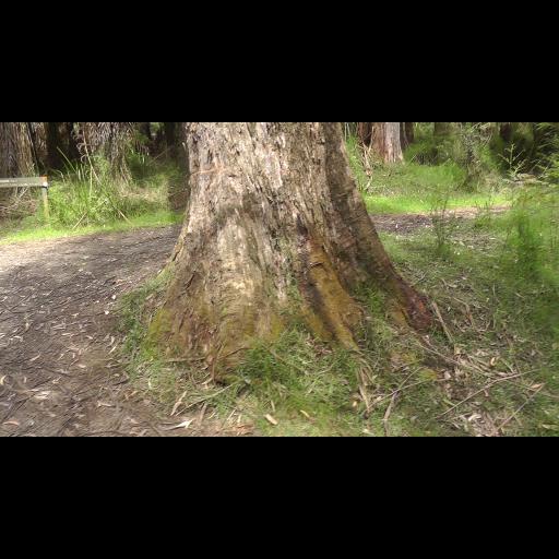 Big Tree (Photogrammetry Test)