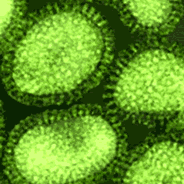 Ararue Virus