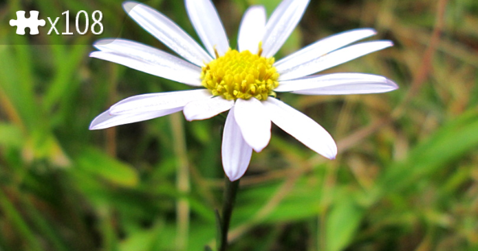 Aster