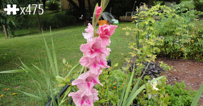 pink glads