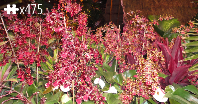 flower show