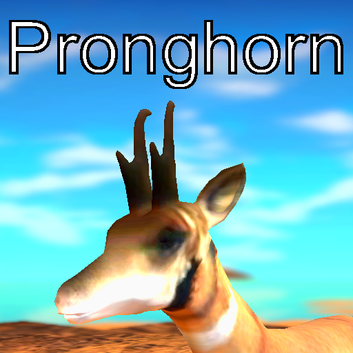 Pronghorn