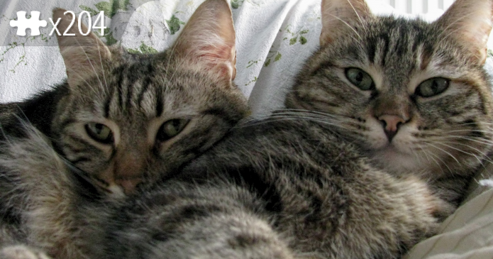 mes voyous