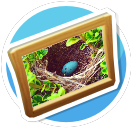 Robins Egg