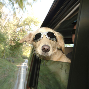 Dog in a car