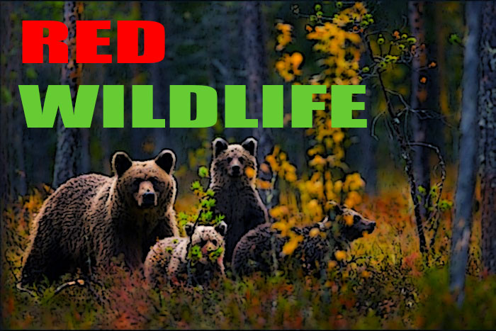 RED_WILDLIFE