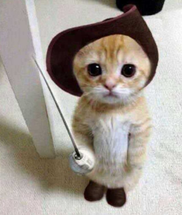Whiteruns man enforcement are a bunch of small cats preview