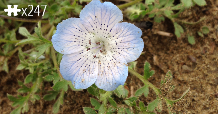 little flower