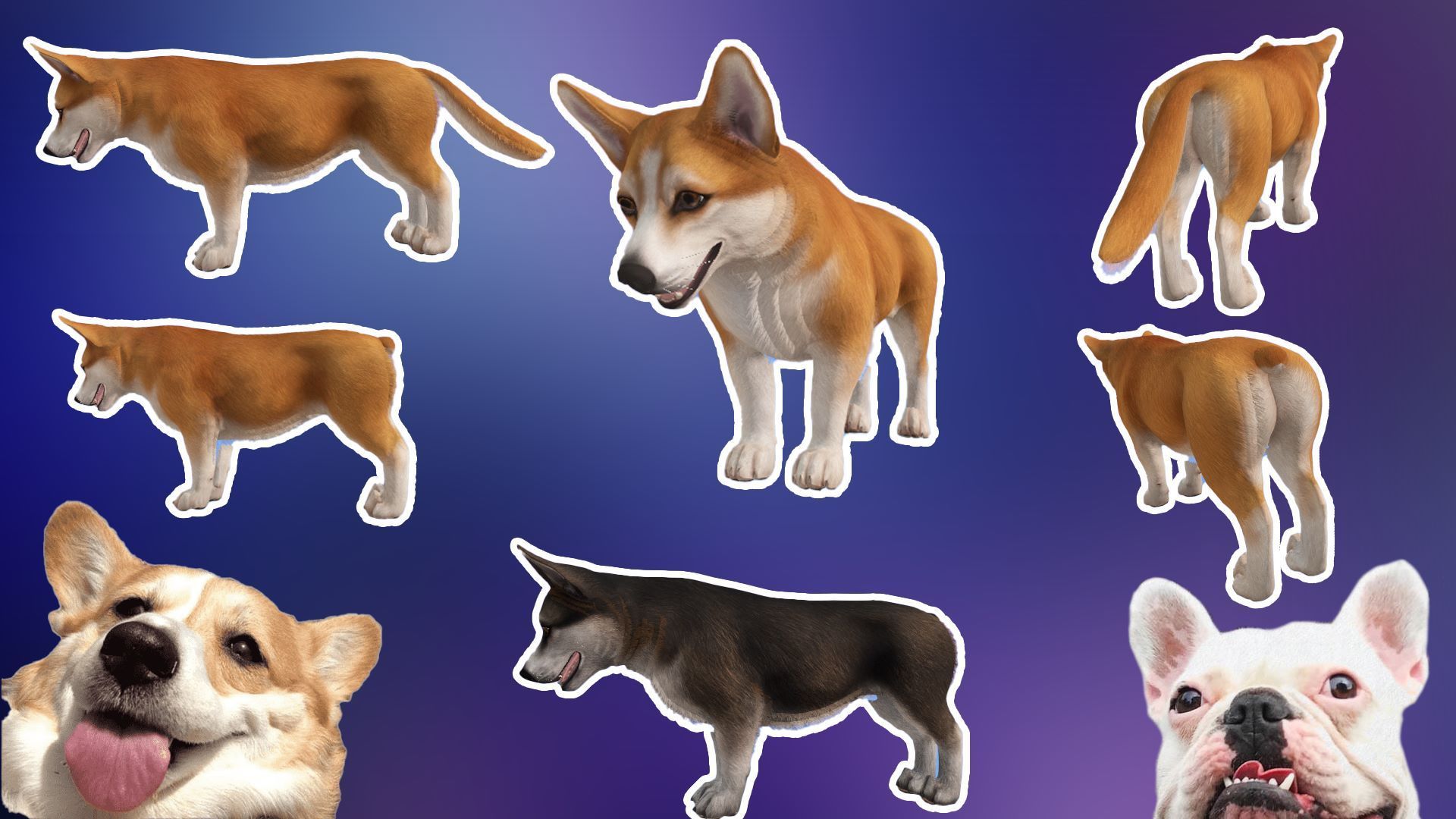 CORGI_corgi