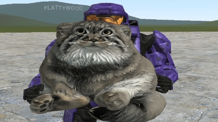 Carryable pallas cat (manul)