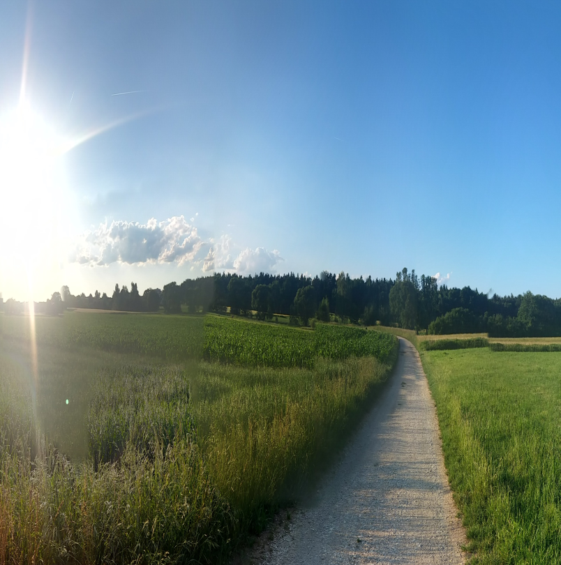 Cornfield