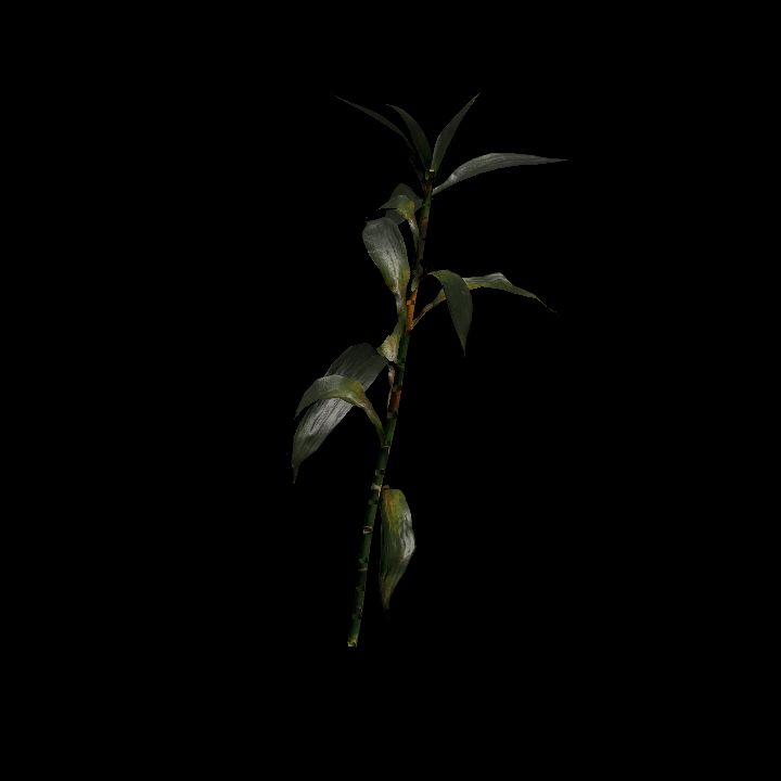 Nature, Plant, Bamboo 2