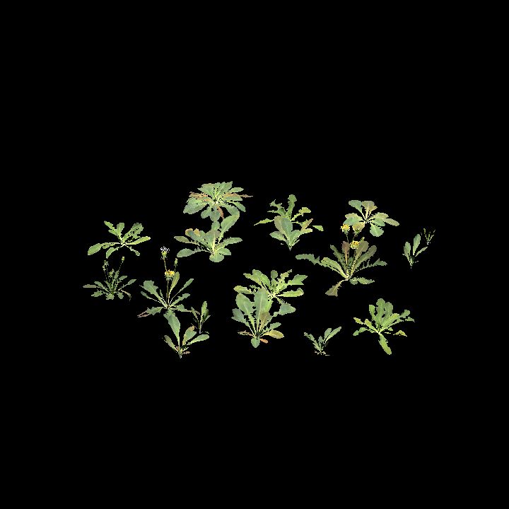 Dandelion group