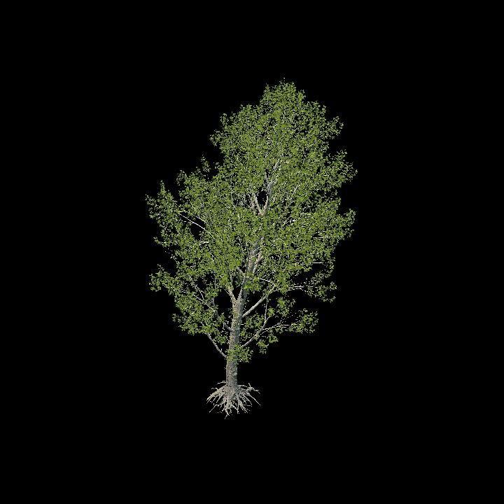 Realistic Black Poplar Tree (34/105)
