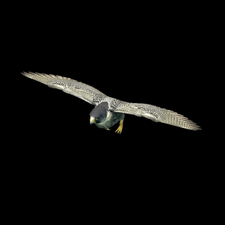 Peregrine falcon, flying 