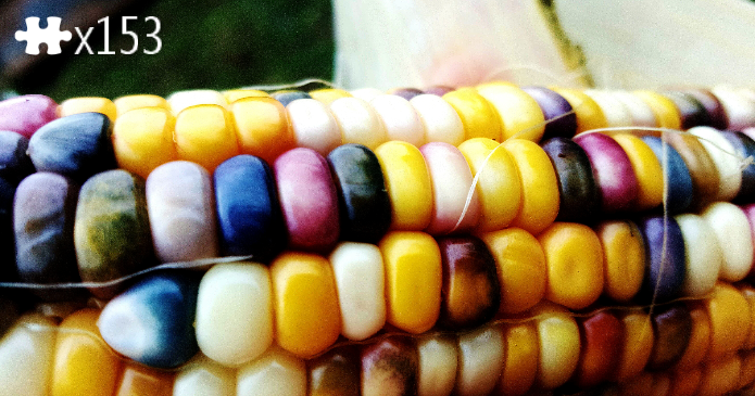 Corn