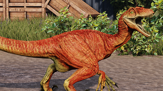 Gala Raptor
