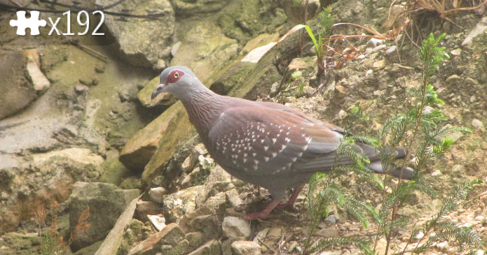 A Bird