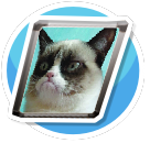 Grumpy Cat