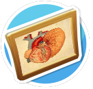 The Heart