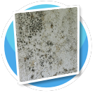 Moldy Wall