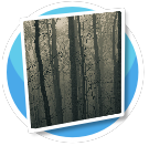 Creepy Forest