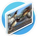 Canards