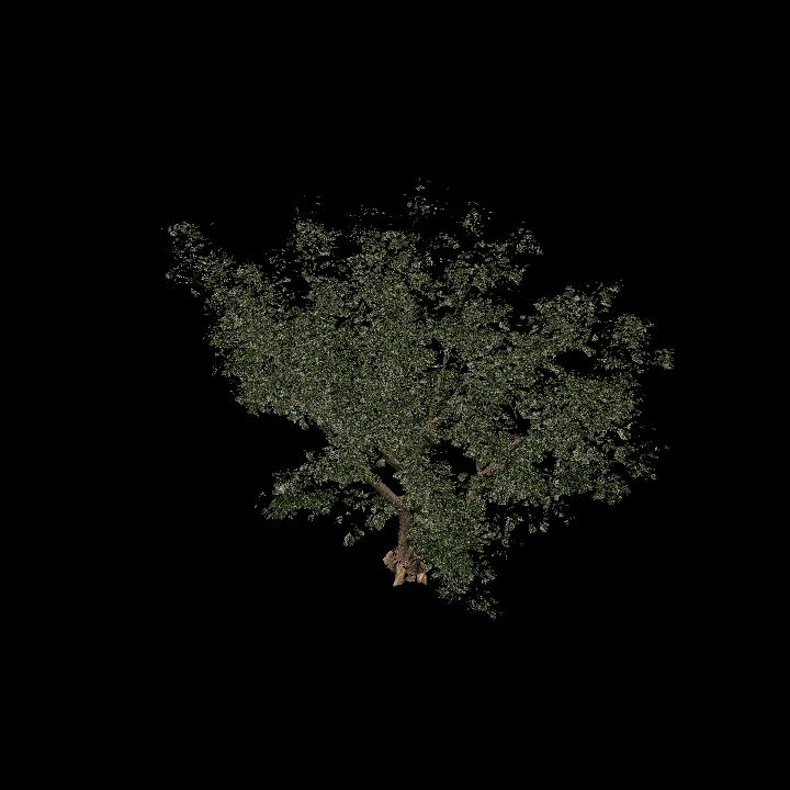 Tree 3