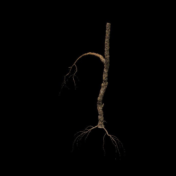 Nature, Tree, Bare 7