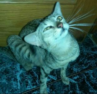 Jobay Gata