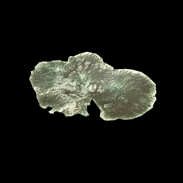 SM_Coral_Acropora