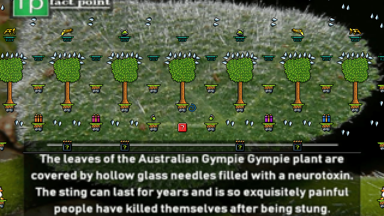 Gympie Gympie plant