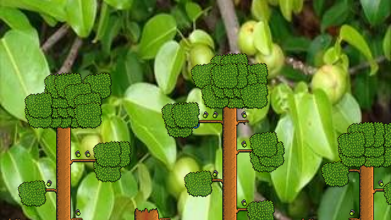 Machineel apple tree