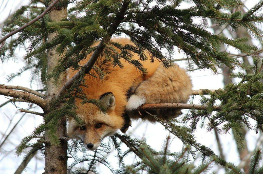 Tree Fox