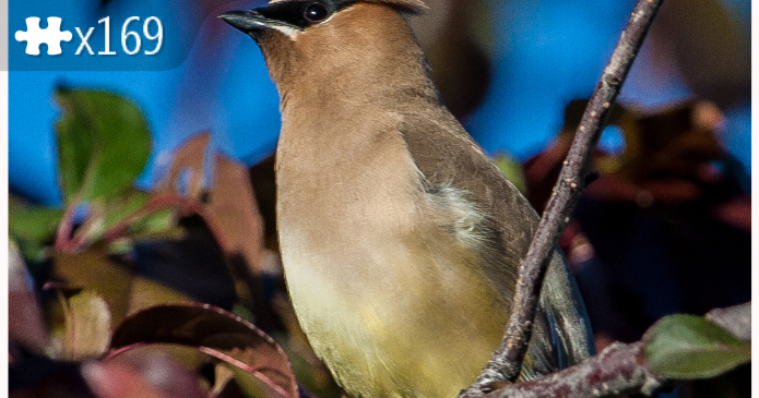 Cedar Waxwing