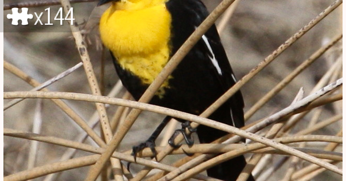 Yellowheaded Blackbird