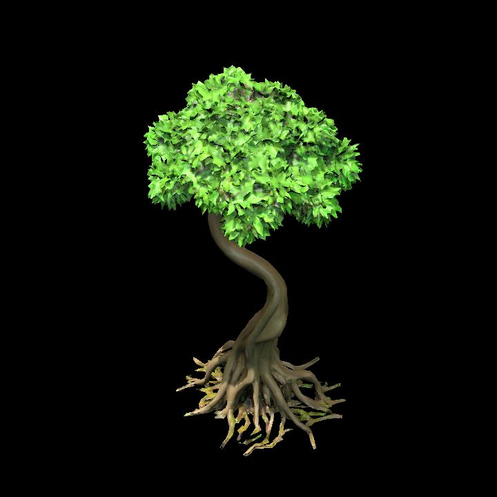 Mangrove Tree 2
