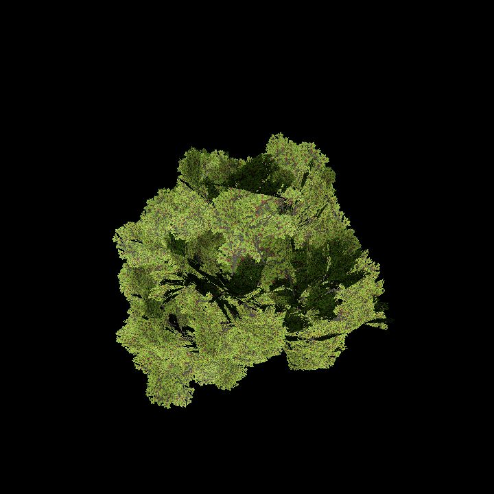 Nature, Plant, Shrub 2