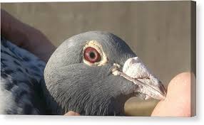 (p) 56 - Pigeon Run