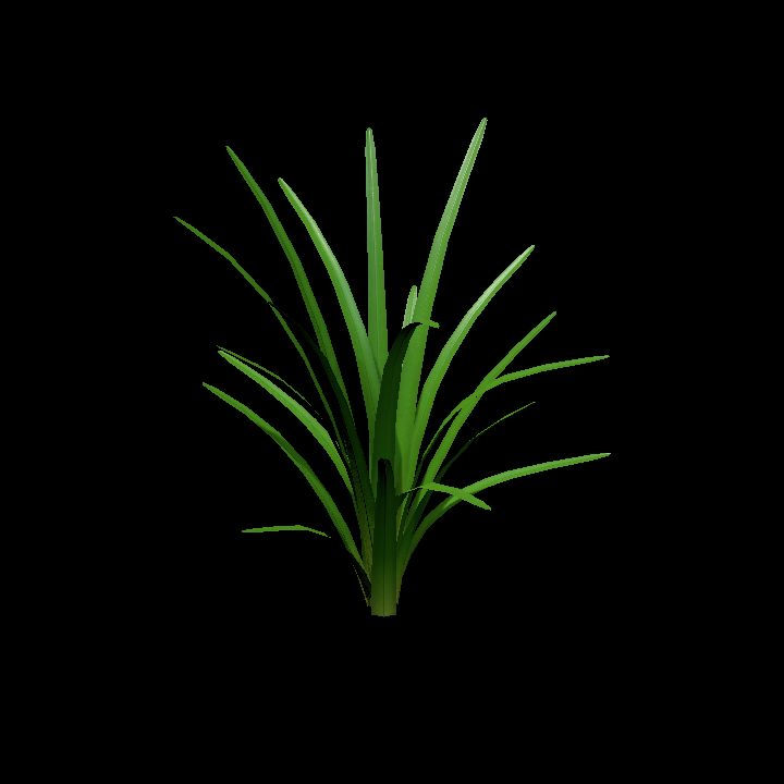 Marine plant