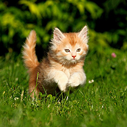 Kitten