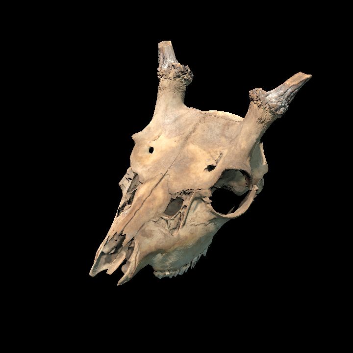 Animal, Skull 1