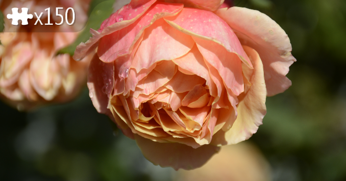 Garden Roses