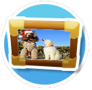 Christmas Poodles