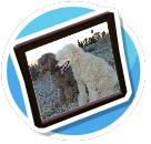 Poodles in the desert