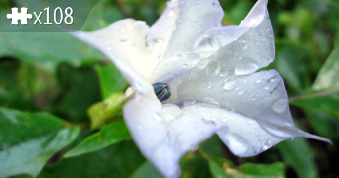 Datura