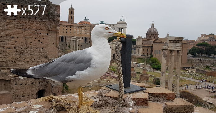 Bird in Rome