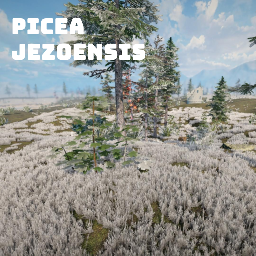 Picea Jezoensis