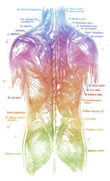 Men back Poster