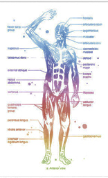 Аnatomical man Poster